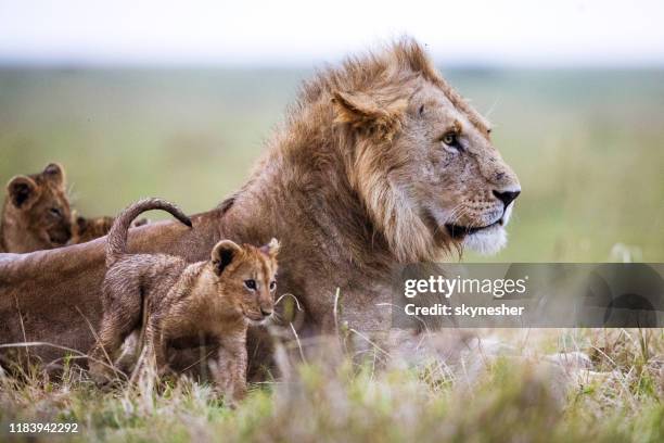 jungtiere mit einem löwen in freier wildbahn. - löwenrudel stock-fotos und bilder