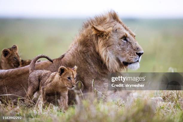 cubs with a lion in the wild. - pride of lions stock pictures, royalty-free photos & images