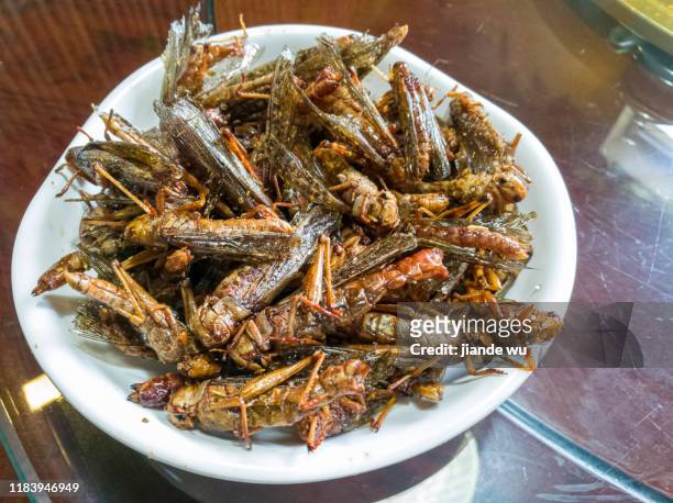 fried grasshopper - grasshopper nymph stock pictures, royalty-free photos & images