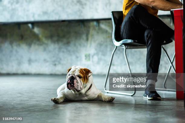 englische bulldogge mit seinem nicht wiederzuerkennenden besitzer. - bulldogge stock-fotos und bilder
