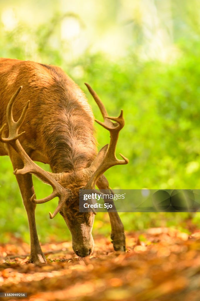 Red deer stag in a forest during early autumn