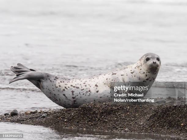 adult spotted seal (phoca largha) hauled out on the beach near meynypilgino, chukotka, russia, eurasia - spotted seal stock pictures, royalty-free photos & images