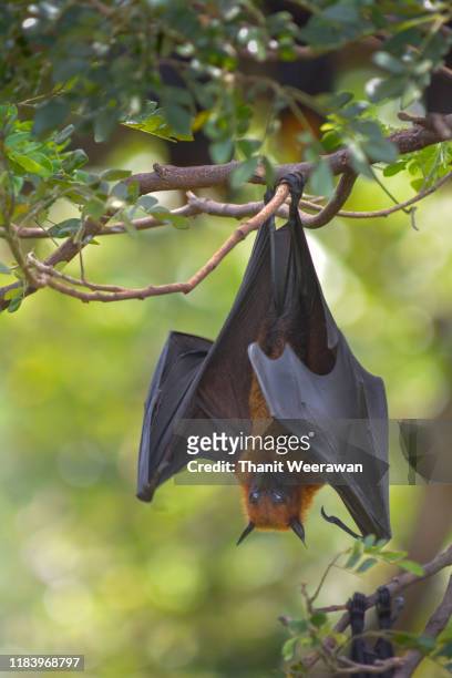 lyle's flying fox (pteropus lylei) - bats flying stock pictures, royalty-free photos & images