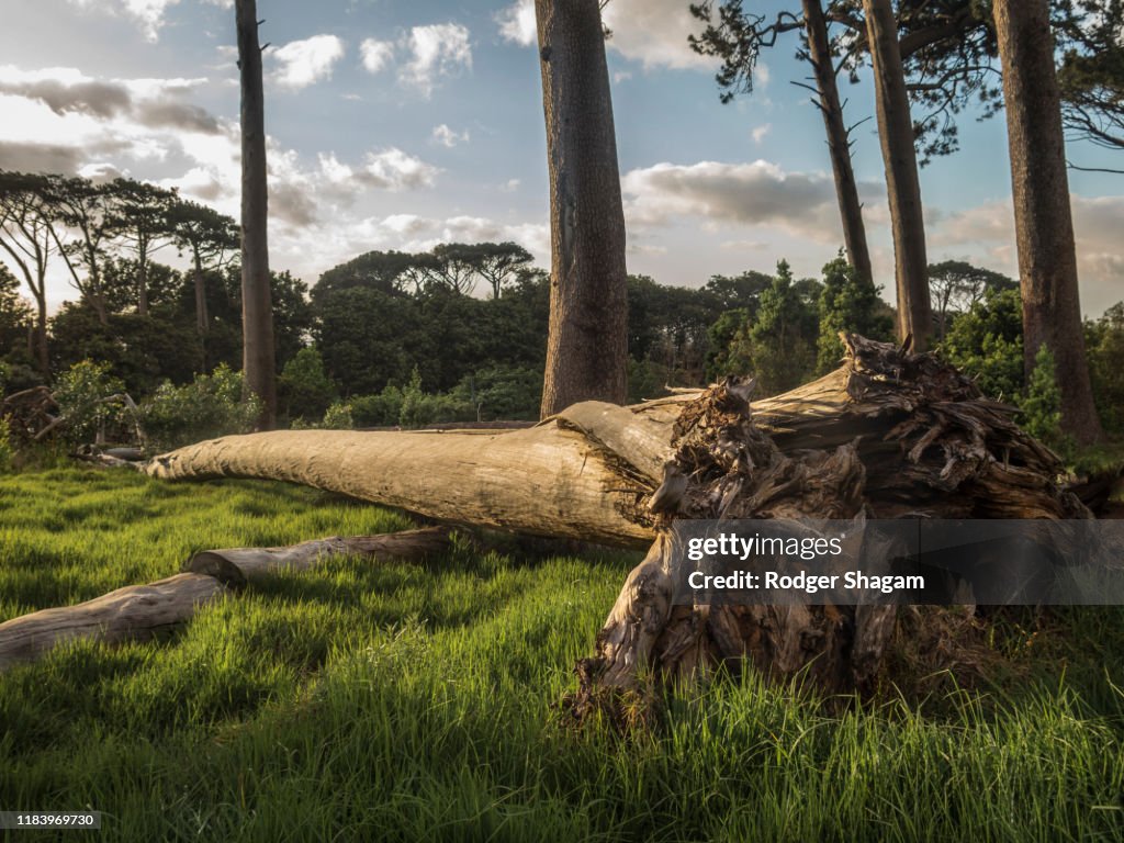 Fallen tree lies in long grass alongside standing pine trees in a wood