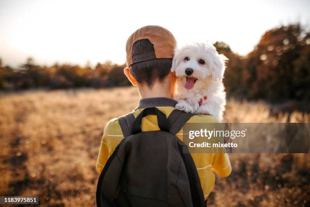 boy carrying maltese dog on field - dog backpack stock pictures, royalty-free photos & images