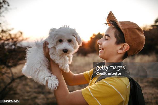 boy lifting maltese dog on field - child holding toy dog stock pictures, royalty-free photos & images