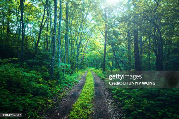 wanderweg im wald - karuizawa stock-fotos und bilder