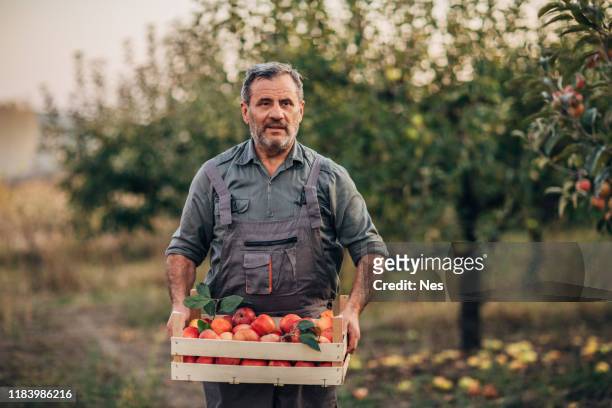 an elderly farmer carries apples through an orchard - harvesting stock pictures, royalty-free photos & images