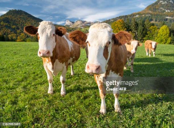 neugierige kühe, österreichische alpen panorama - viehweide stock-fotos und bilder