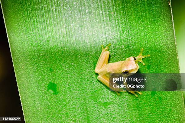 golden poison arrow frog - golden poison frog stock pictures, royalty-free photos & images