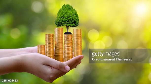 hand coin tree the tree grows on the pile. saving money for the future. investment ideas and business growth. green background with bokeh sun - accionista fotografías e imágenes de stock