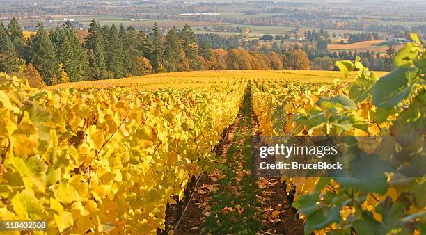 autumn vineyard - willamette valley stock pictures, royalty-free photos & images