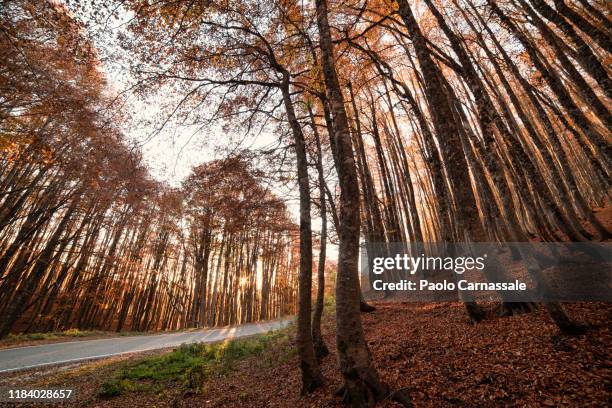 rising sun between beech tree forest with mountain road - monte terminillo bildbanksfoton och bilder