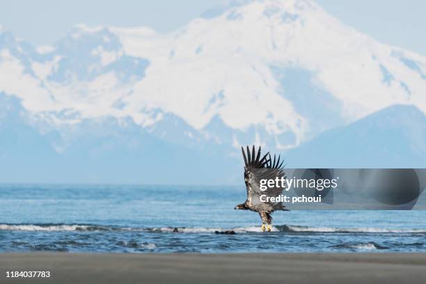 bald eagle, haliaeetus leucocephalus, immature bird in front of iliamna volcano in alaska. national bird of the united states of america. - cook inlet stock pictures, royalty-free photos & images