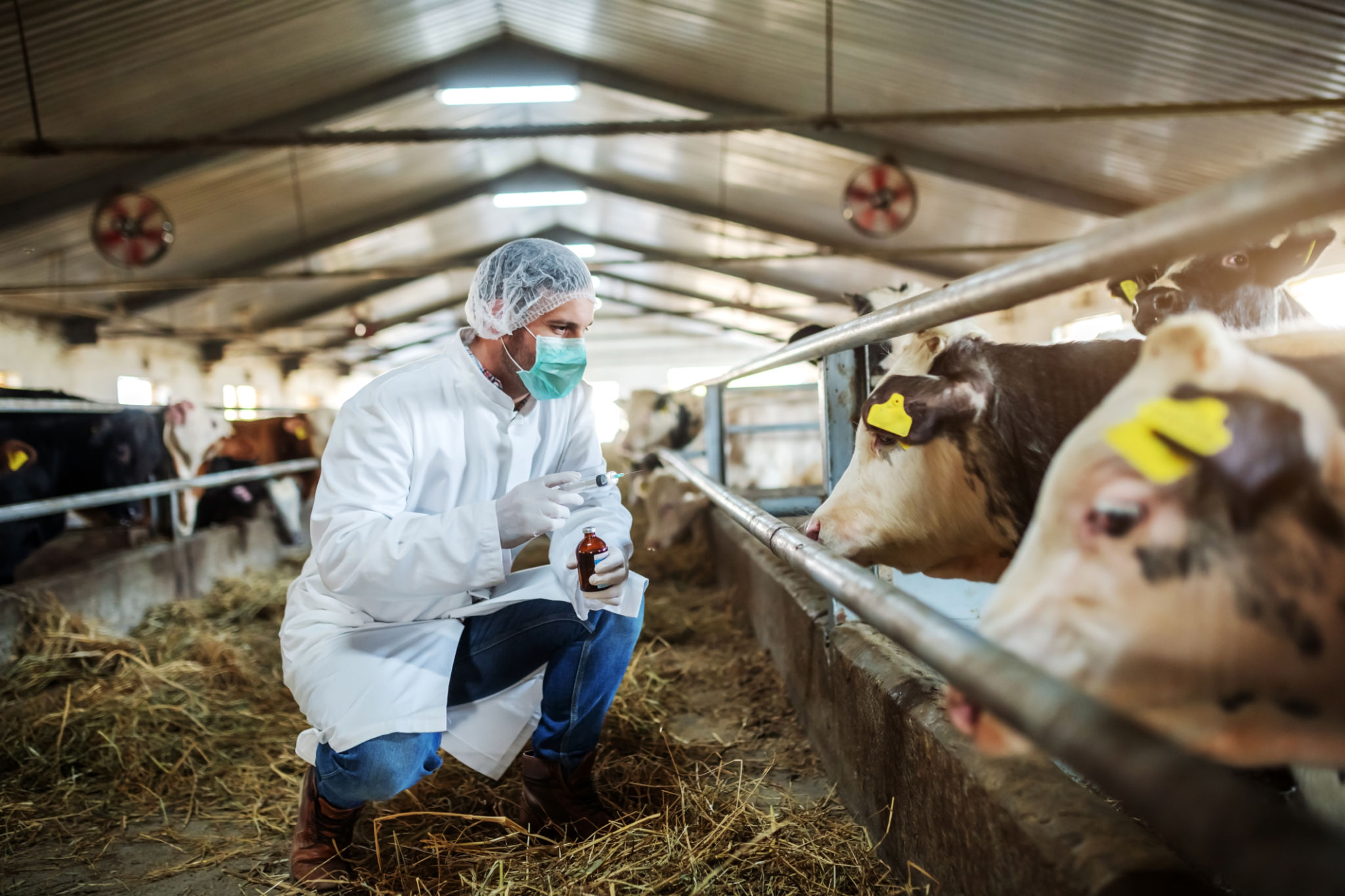 cattle breeding