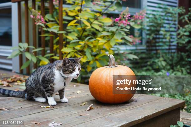 domestic cat and a pumpkin - pumpkin cats fotografías e imágenes de stock