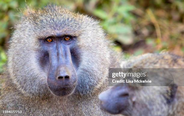 portrait of a baboon, looking at camera - baboon stock pictures, royalty-free photos & images