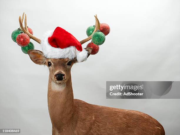 christmas deer - deer stock pictures, royalty-free photos & images
