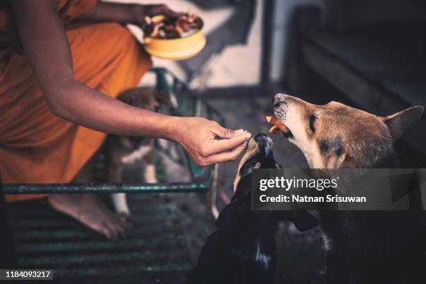 young asian monk feeding stray dog. - junkyard dogs stock pictures, royalty-free photos & images