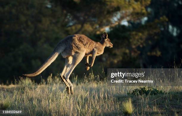 Kangaroo jumps across a golf course in Canberra on October 28, 2019 in Canberra, Australia.