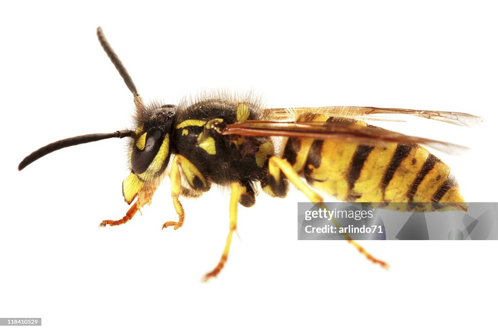 Isolated wasp (XXL)