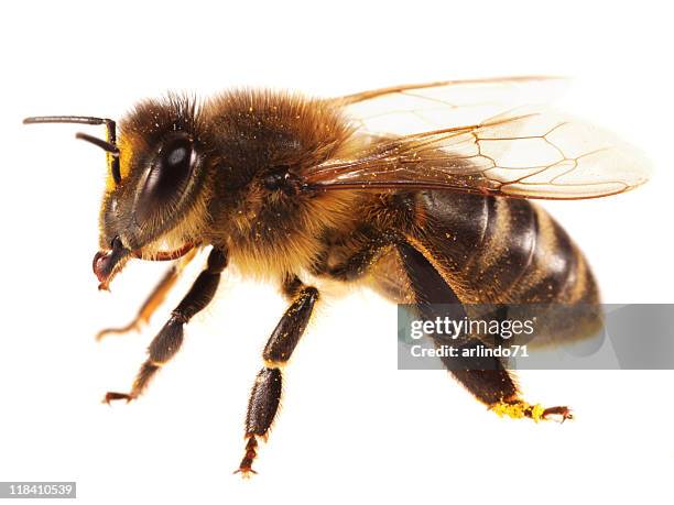 isolated  honeybee (xxl) - honey bee stock pictures, royalty-free photos & images