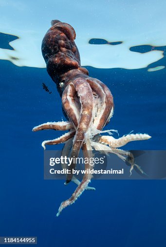 85 Sperm Whale Squid Photos and Premium High Res Pictures - Getty Images 85 Sperm Whale Squid Photos and Premium High Res Pictures - Getty Images