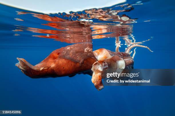 injured giant squid floating near the surface showing an extremely large bite mark on it's body and it's siphon is almost completely detached. this animal has most likely survived a very recent attack by a hunting sperm whale. ligurian sea, italy. - giant squid fotografías e imágenes de stock