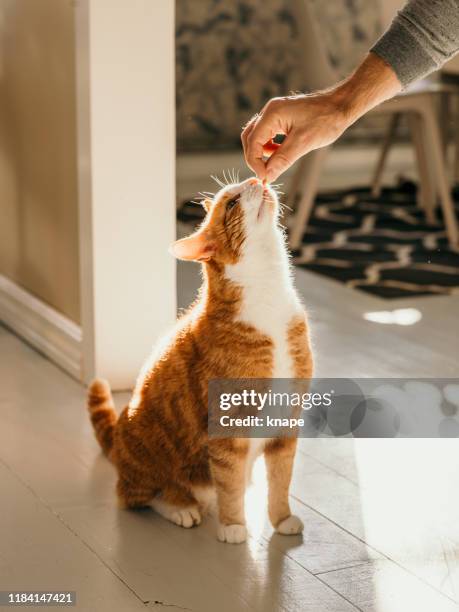 cat getting cat treats - cat and owner stock pictures, royalty-free photos & images