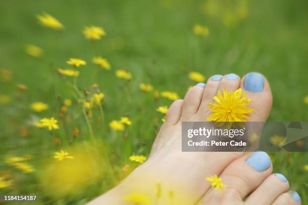 womans feet in flower meadow - pretty toes and feet stock-fotos und bilder