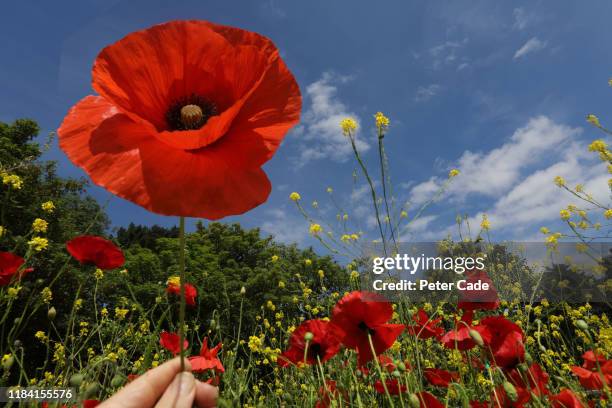 poppy field - opium stock pictures, royalty-free photos & images