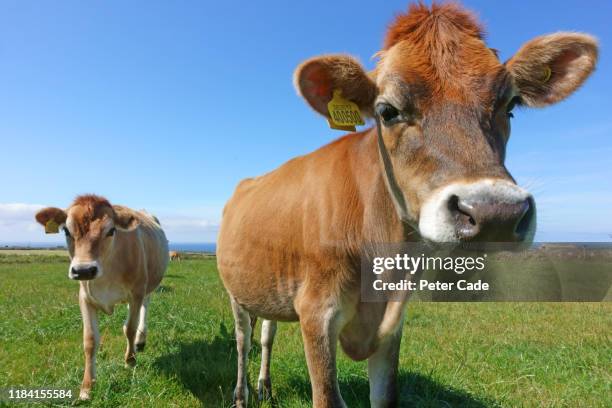 jersey cows in field - jersey cattle stock pictures, royalty-free photos & images