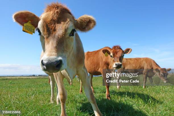 jersey cows in field - jersey cattle stock pictures, royalty-free photos & images