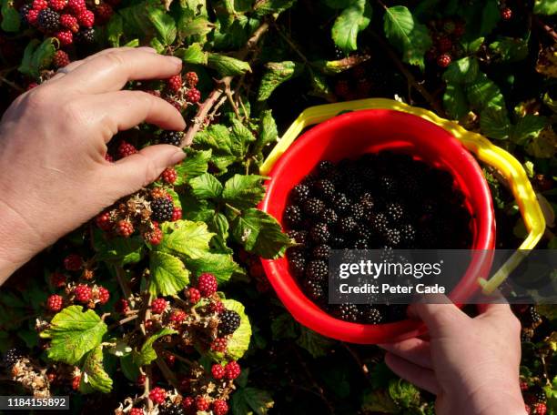 blackberry fruit picking - blackberry stock pictures, royalty-free photos & images