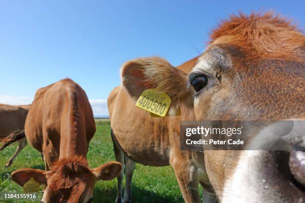 58 Peter Snout Stock Photos, HighRes Pictures, and Images Getty Images