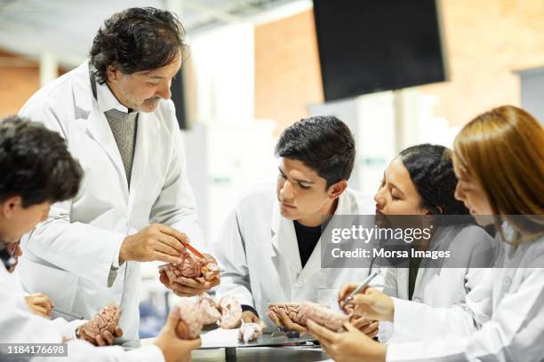 teacher explaining human brain to medical students - anatomical model stock pictures, royalty-free photos & images