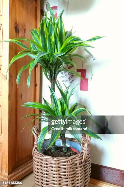 floral pattern - dracaena stock pictures, royalty-free photos & images