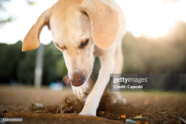 perro cavando un agujero en el suelo - excavar fotografías e imágenes de stock