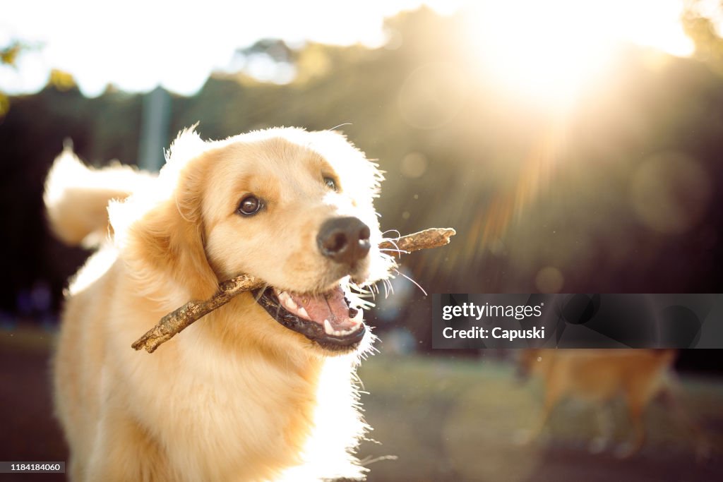 Nette glückliche Hund spielen mit einem Stock