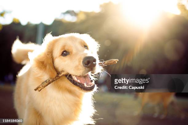leuke gelukkige hond spelen met een stok - huisdier stockfoto's en -beelden