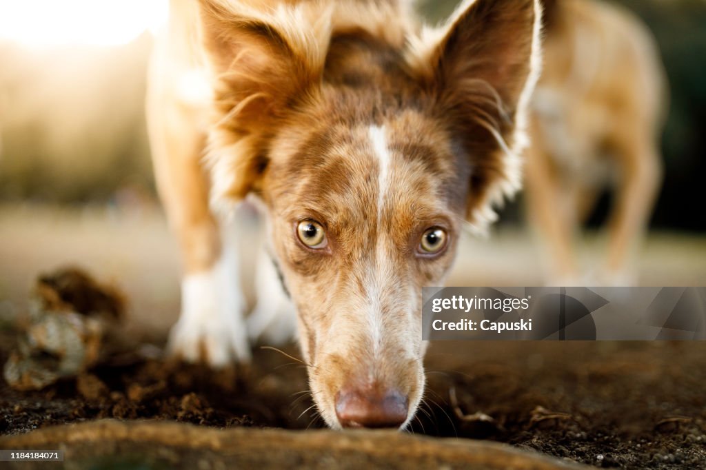 Dog smelling the ground and looking at camera