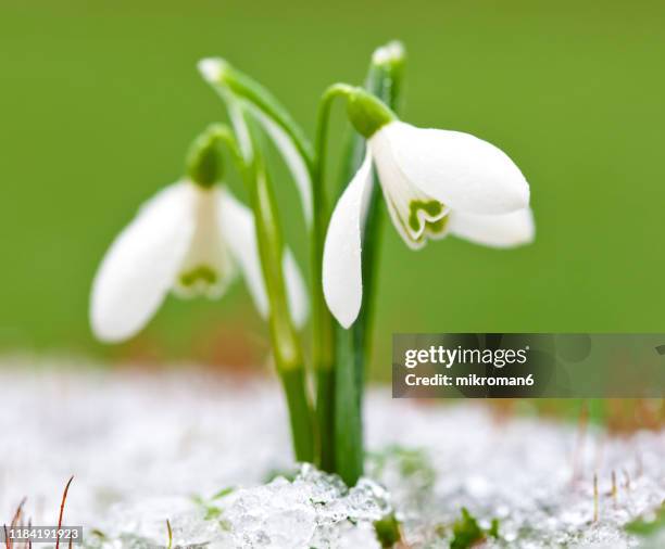 snowdrops - snowdrops stock-fotos und bilder