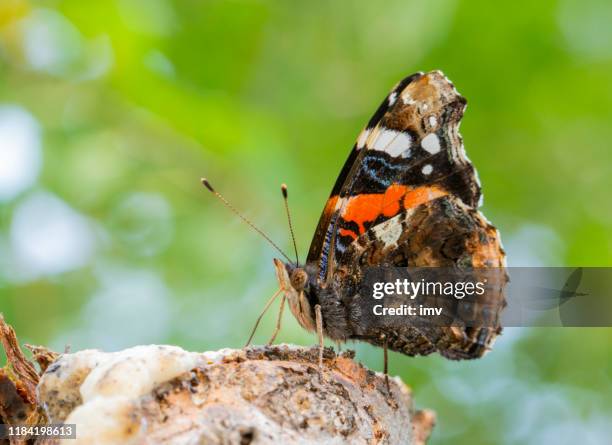 vanessa atalanta-herfst in spanje, in de buurt van barcelona. - atalanta stockfoto's en -beelden