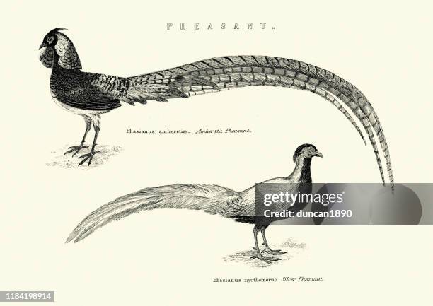wildlife, birds, lady amherst's pheasant (chrysolophus amherstiae) and silver pheasant - pheasant feathers stock illustrations