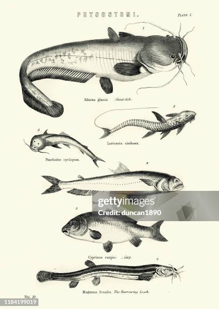 wildlife, fish, physostomi, wels catfish, candiru, carp, european weather loach - silurus glanis stock illustrations