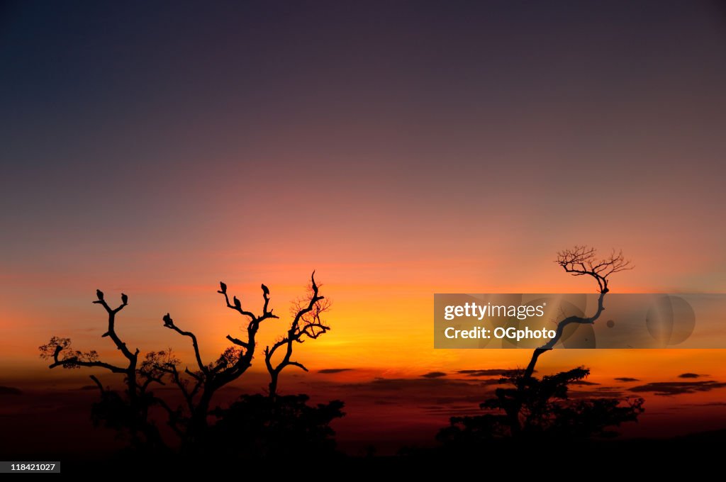 Roosting tree at sunset