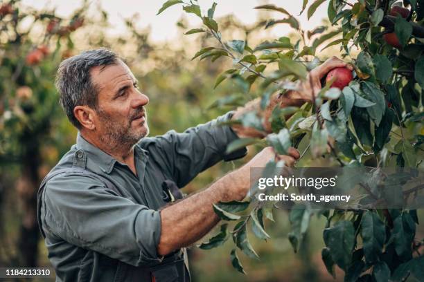 homme mûr ramassant des pommes - agriculteur local photos et images de collection