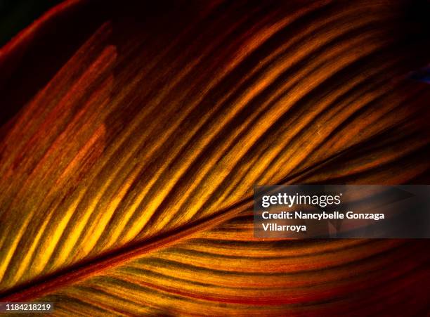 a close up image of a vibrant coloured leaf of canna plant - bladnerf stockfoto's en -beelden