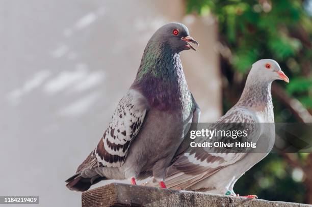 a pair of pigeons standing on a plank - pigeons stock pictures, royalty-free photos & images