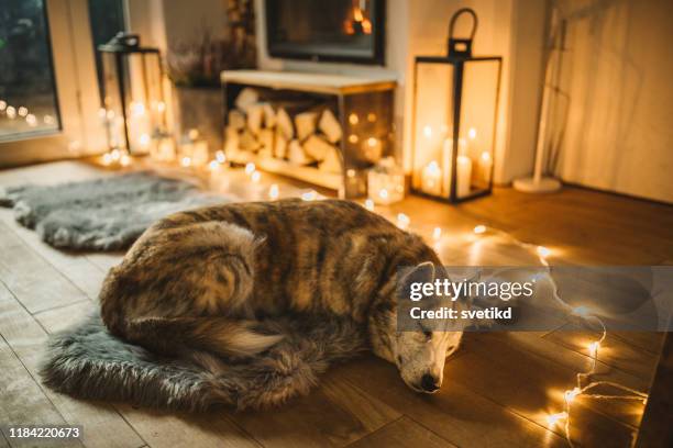 dogs winter day - cosy dog stock pictures, royalty-free photos & images